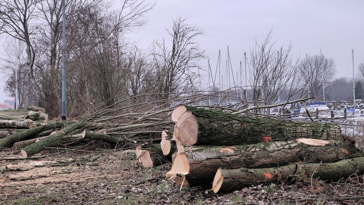 bomen-rooien-3